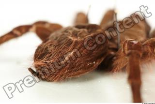 Theraphosa blondi 0024